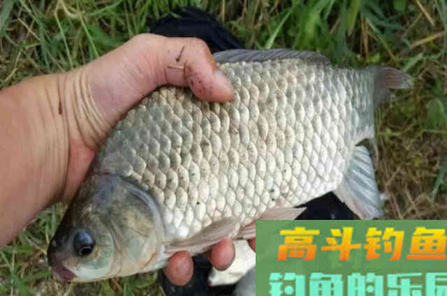 气温太低,板鲫只要按我说的钓,一根竿猛拉不断 气温太低,板鲫只要按我说的钓,一根竿猛拉不断