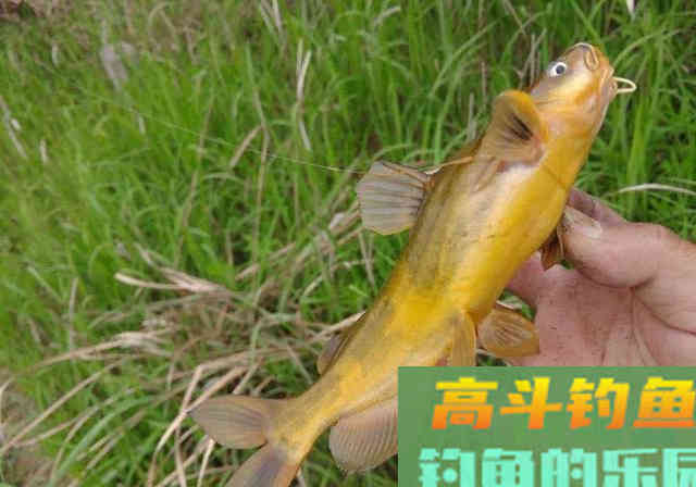 钓黄辣丁，有人一晚上钓上几十斤，你为何钓不到
