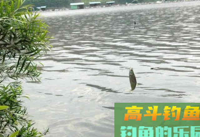钓白条用我分享的方法，你下钩，它就在那等你