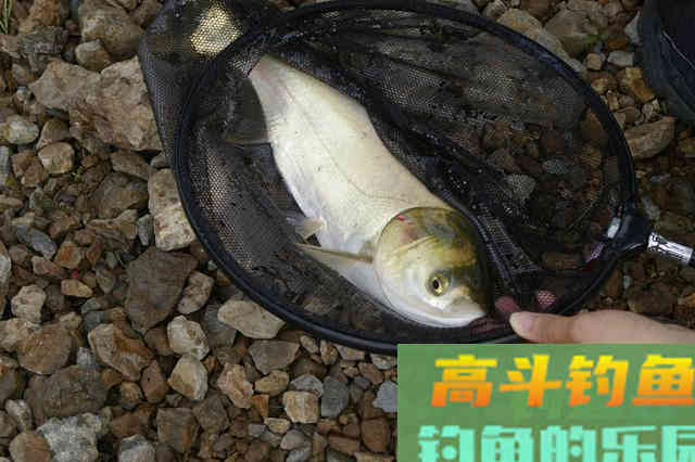 入秋后钓鲢鳙的一些经验总结，非常实用
