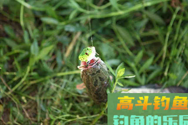 我不说你不会的3种钓黑鱼方法,我推荐第2种 我不说你不会的3种钓黑鱼方法,我推荐第2种