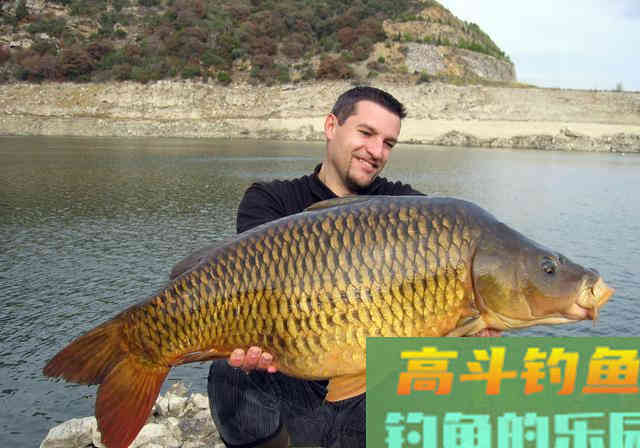 源于英国的鲤鱼钓法,为什么针对国内大鱼也有效 源于英国的鲤鱼钓法,为什么针对国内大鱼也有效