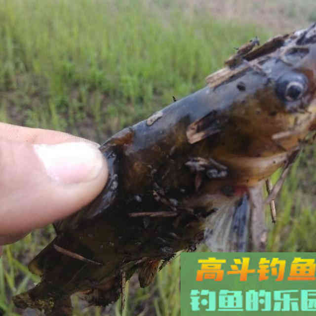 垂钓黄颡鱼,用女士丝袜打窝诱鱼 垂钓黄颡鱼,用女士丝袜打窝诱鱼