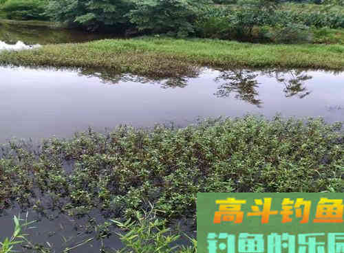 夏季钓鲢鳙总是锚鱼，老钓友告诉你问题出哪里