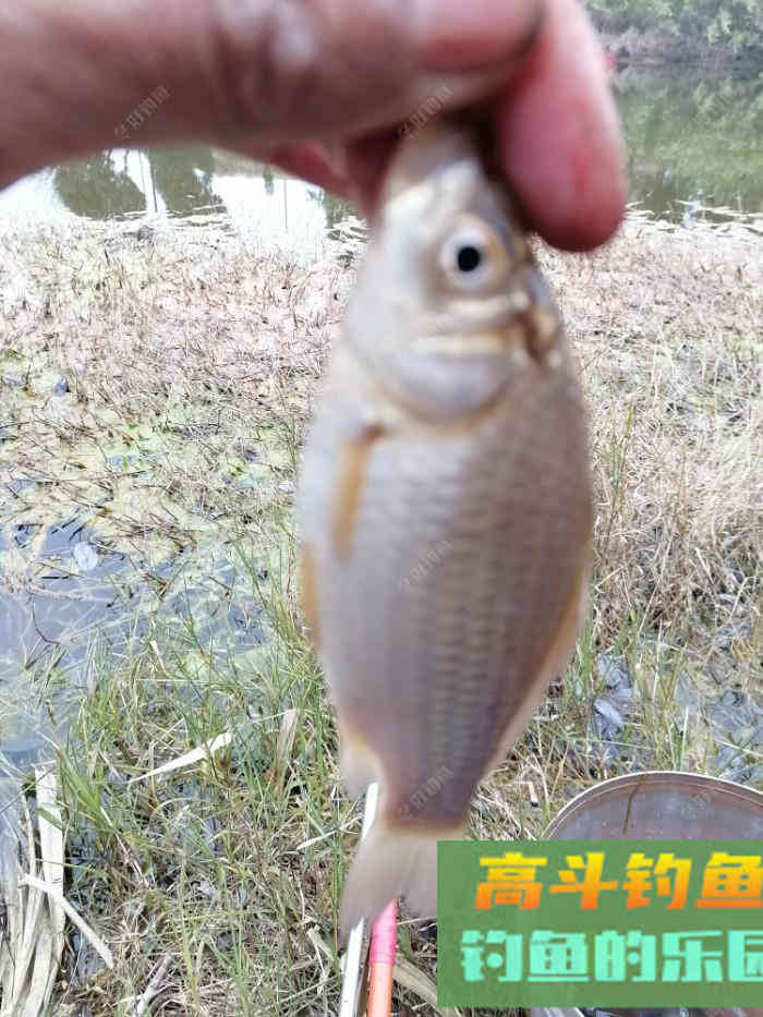 立春后，怎么钓板鲫，看这几招鱼获满满