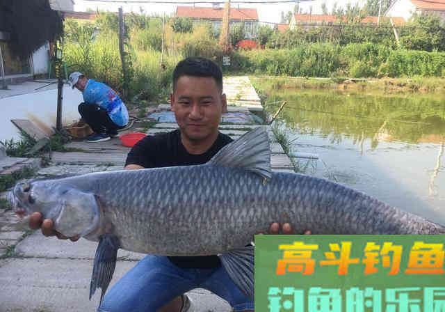 根据青鱼新鱼特点,分析鱼情合理选择正确钓法 根据青鱼新鱼特点,分析鱼情合理选择正确钓法