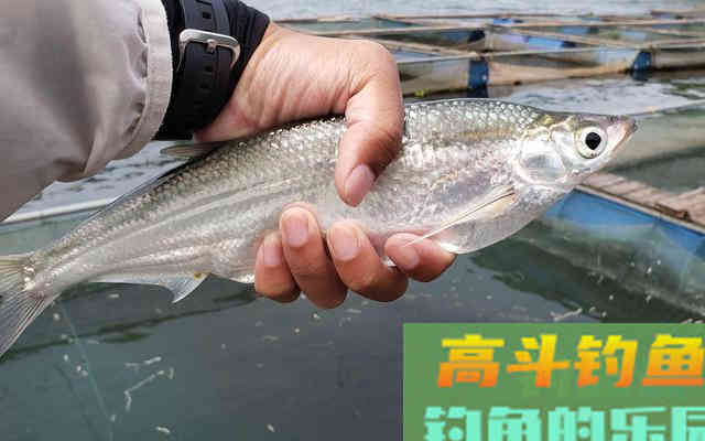 钓翘嘴其实很简单，只是你钓法不对而已