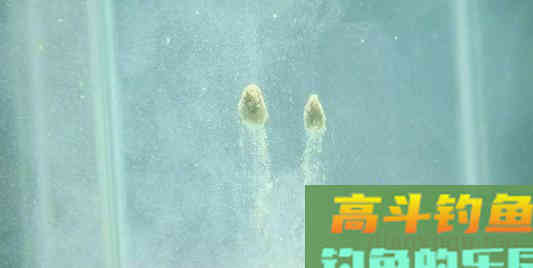 垂钓白条有重点，不是单纯的用腥饵，了解几点