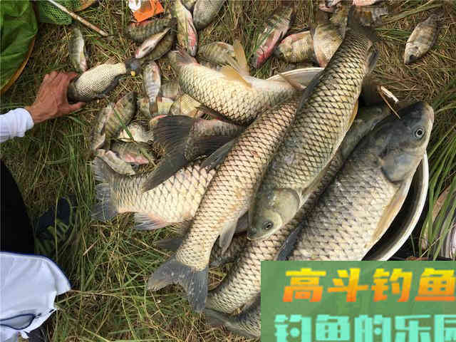 秋天钓草鱼的技巧总结，学好需要多带一根备用杆