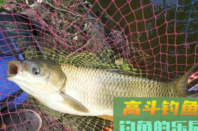 热天唯独这草鱼钓法才霸道，莫不信，用过的人不简单