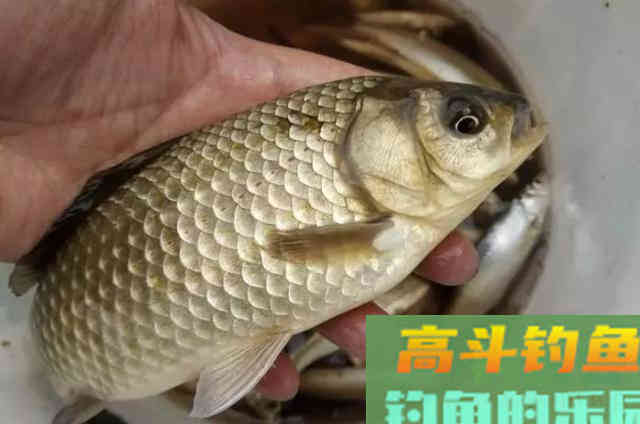 深秋阶段,户外野钓对付大板鲫的3个技巧 深秋阶段,户外野钓对付大板鲫的3个技巧