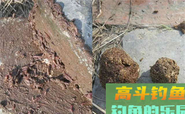 秋末钓鲫鱼，蚯蚓直接挂钩只是&ldquo;起步&rdquo;用法