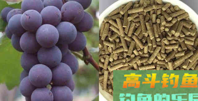 高手详细分析，垂钓青鱼该如何选择饵料