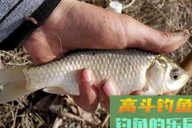 气温低，大板鲫总不咬钩，庆幸老钓手透露这3招