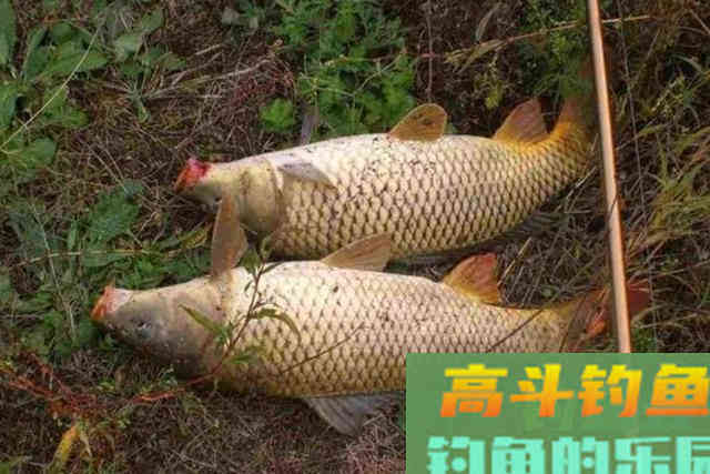 刚立春，鲤鱼就不好钓了，多亏老司机倾囊相助