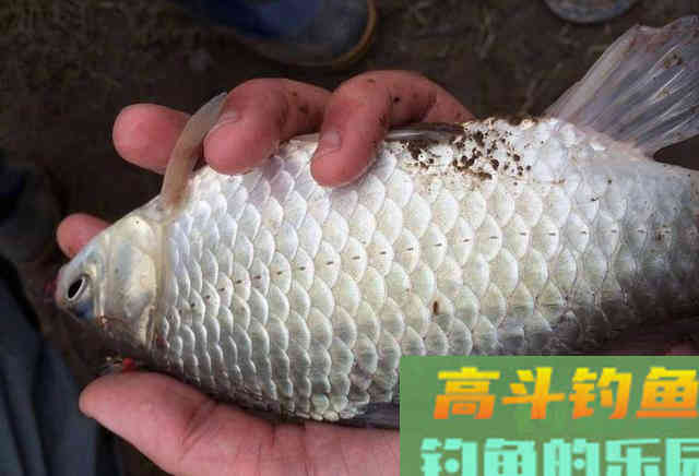 冬季钓获鲫鱼的三个诀窍，照着做，保底十条大板鲫