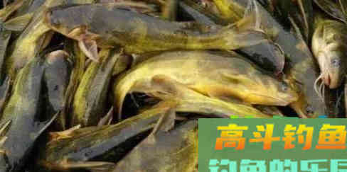 因为长得像,而被人误认为是同一种鱼 因为长得像,而被人误认为是同一种鱼
