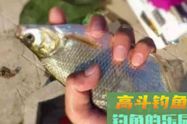 入秋后，鳊鱼不好钓？就照我说的方法调整