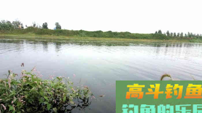 野钓策(19)鲫鱼习性与施钓的关联性 野钓策(19)鲫鱼习性与施钓的关联性