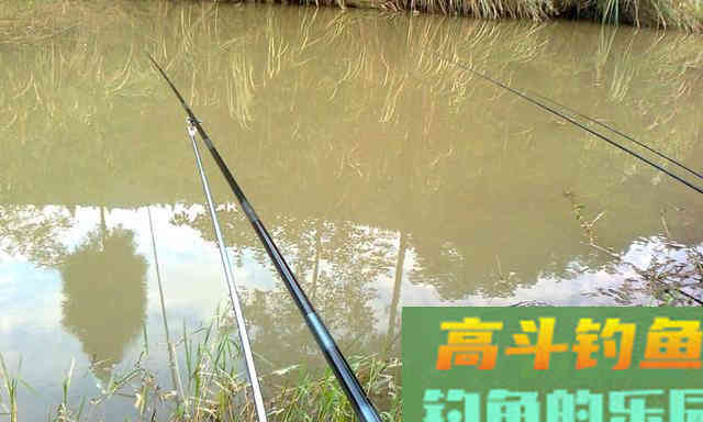 初夏鲫鱼不好钓，那是因为你没找对方法