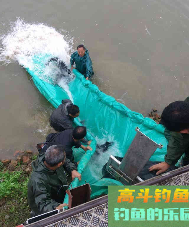 鸭嘴鱼的介绍，与鸭嘴鱼的垂钓方法技巧
