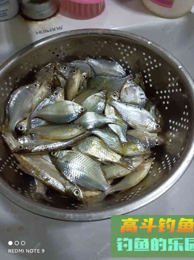 冬钓彩衣精灵攻略:鳑鲏和大鳍鱊,小爆护不难哦 冬钓彩衣精灵攻略:鳑鲏和大鳍鱊,小爆护不难哦