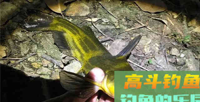 夏季想钓黄骨鱼，牢记3钓3不钓，渔获一准不差事
