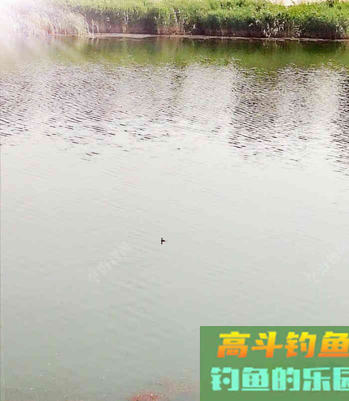 鲫鱼难钓的关键点和关联点,盛夏钓鲫浅探 鲫鱼难钓的关键点和关联点,盛夏钓鲫浅探