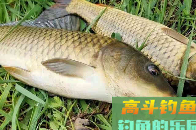 钓鲤鱼我就用这三招，上鱼率不是一般的高