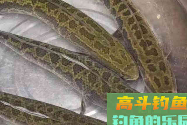 不是天热钓不到黑鱼，只因你没试过这狠招