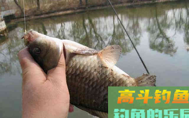 越冷越好钓鲫鱼?几点注意事项,助你满载鱼归 越冷越好钓鲫鱼?几点注意事项,助你满载鱼归