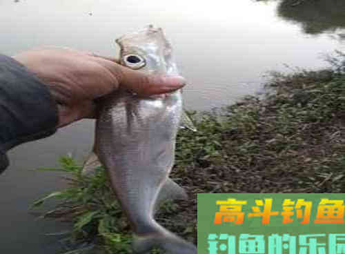 为什么你总钓的都是小翘嘴?学会这三招钓米翘 为什么你总钓的都是小翘嘴?学会这三招钓米翘