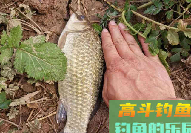 钓到大鲫鱼并非偶然，多天实战，解释野钓的正确思路