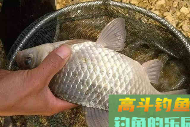 冬天的板鲫不上钩？记牢这5宜5不宜