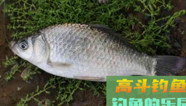 入秋如何钓鲫鱼?老手爆钓30斤的秘诀在这里 入秋如何钓鲫鱼?老手爆钓30斤的秘诀在这里