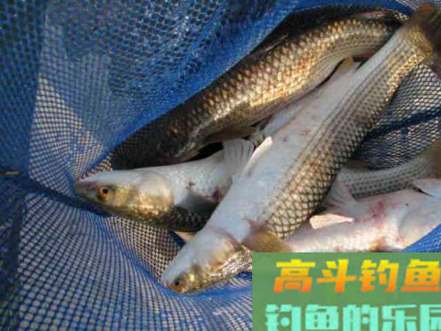 此鱼和挨饿的草鱼似有几分相像,生活在咸淡水交界处 此鱼和挨饿的草鱼似有几分相像,生活在咸淡水交界处