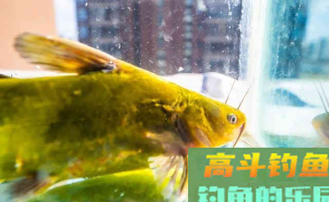 钓黄辣丁，有人一晚上钓上几十斤，你为何钓不到
