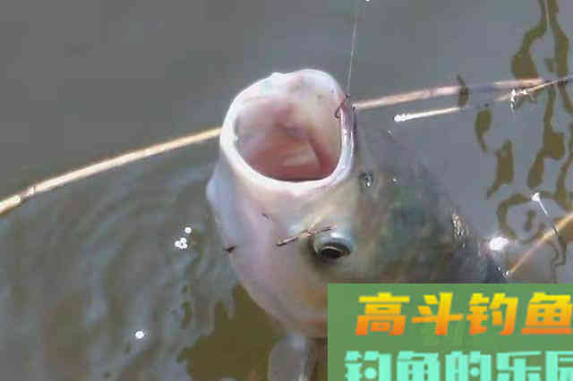 怪不得鲢鳙上了一条又一条，有这3个狠招