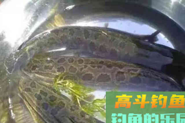 不是天热钓不到黑鱼，只因你没试过这狠招