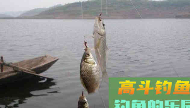 都说鲫鱼经不起三逗,教你5种逗钓法 都说鲫鱼经不起三逗,教你5种逗钓法