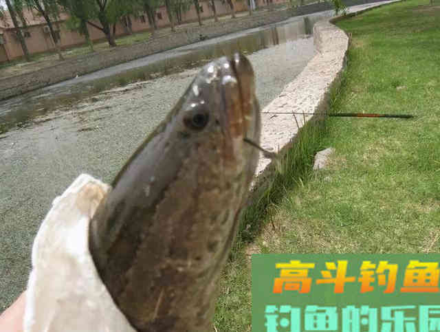 钓黑鱼不只有路亚,只要掌握方法,手竿传统钓一样刺激 钓黑鱼不只有路亚,只要掌握方法,手竿传统钓一样刺激