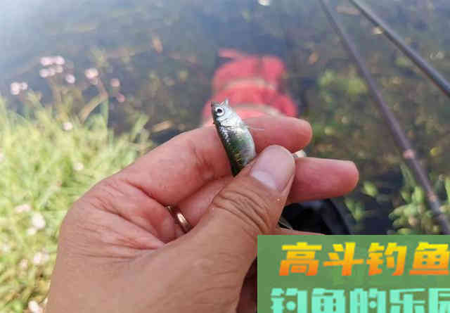 同样是空钩蘸小米，为啥别人连杆大板鲫，你不行
