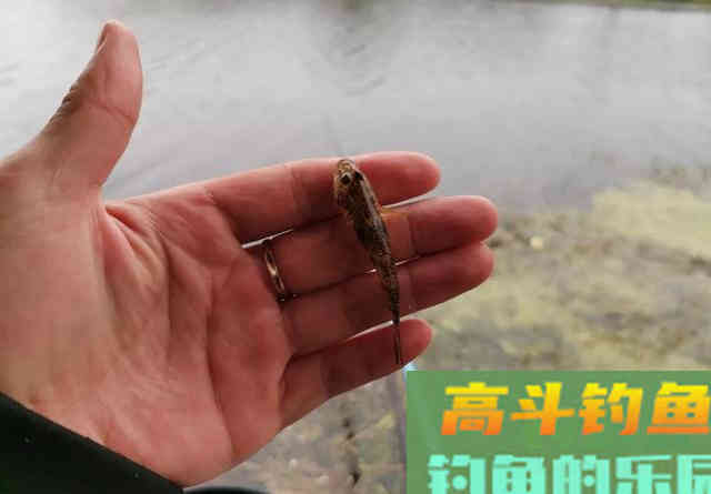 这5种鱼经常被钓友吐槽，一旦进窝就不肯走