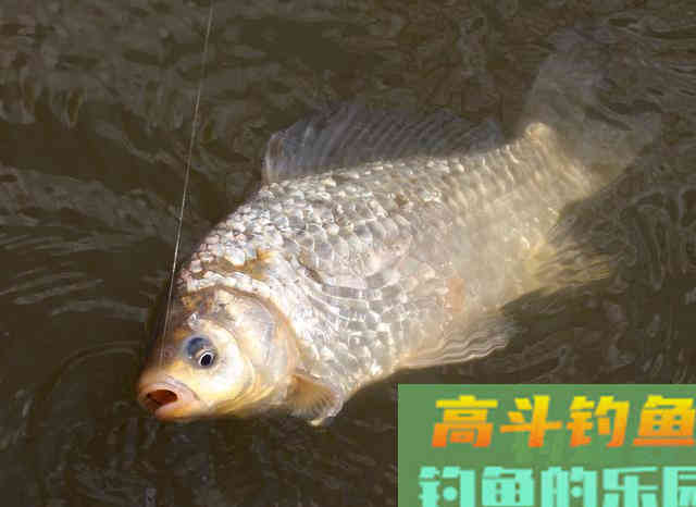 为什么冬季大板鲫很常见，夏季鲫鱼又少又小