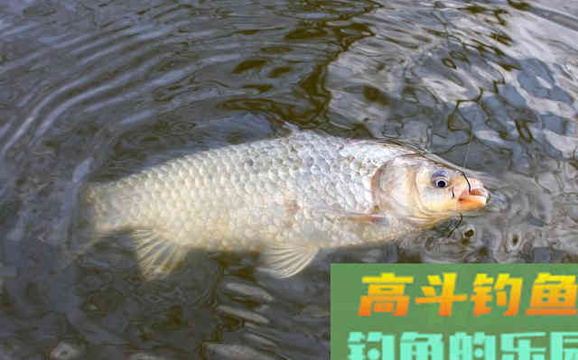 冬季水温低鲫鱼难钓，学会3逗钓技巧野钓鲫鱼