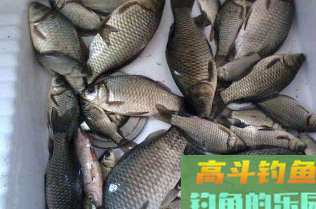 秋天还想狂拔大板鲫？如果没用我这套路来钓
