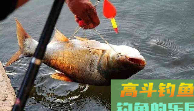 一年一度鲢鳙季,鲢鳙的垂钓也即将进入高潮 一年一度鲢鳙季,鲢鳙的垂钓也即将进入高潮