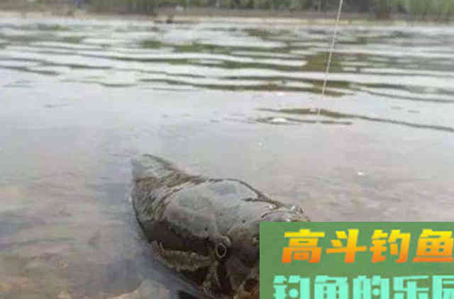 偷偷告诉你，初秋征服黑鱼就用这3招