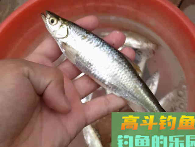 星级酒店以天价收购白条却收获甚微，为什么