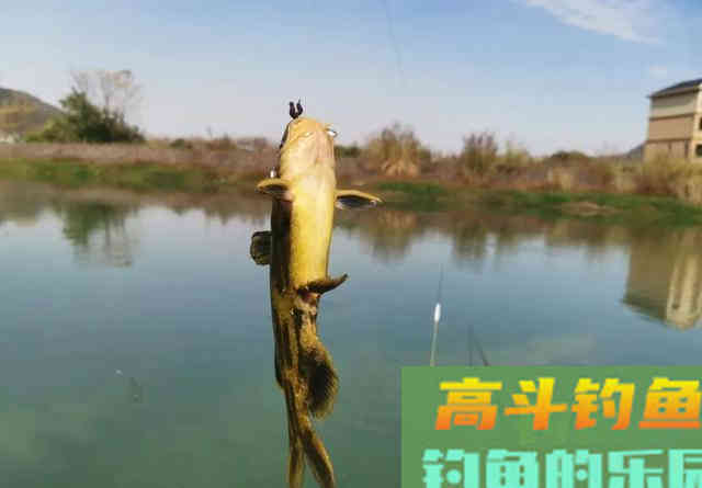 春雨绵绵，野钓黄辣丁最合适